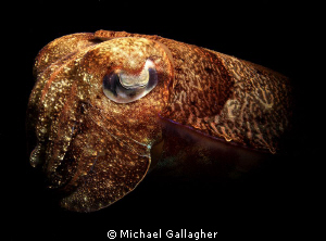Cuttlefish at night, Lembeh, Indonesia by Michael Gallagher 